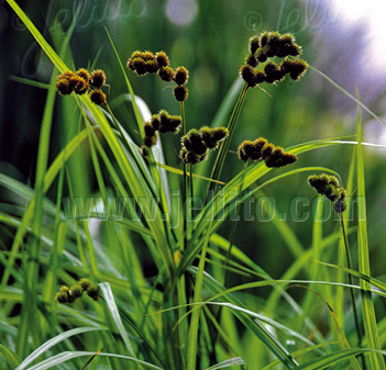 Carex sparganioides, Bur reed Sedge, Осока тростниковая